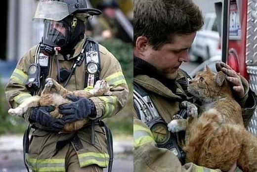 
	
	Chú mèo nhìn người lính cứu hỏa với ánh mắt biết ơn.