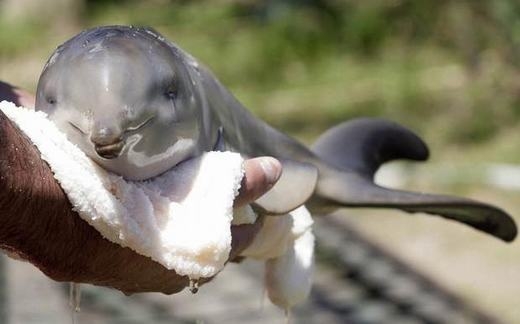 
Đây là những hình ảnh dễ thương khi nằm trong bào thai và lúc chào đời của cá heo.
