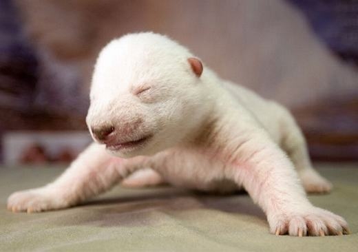 
Quá trình chào đời của một chú gấu trắng bắc cực.