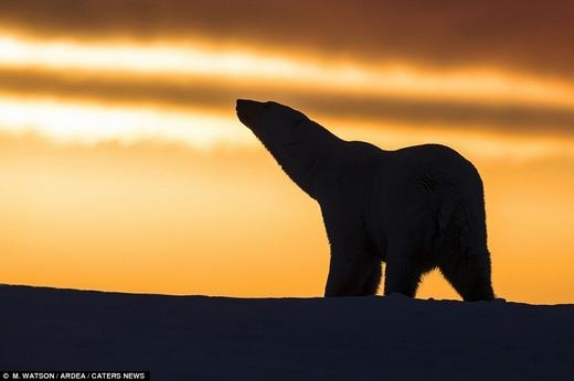 
	
	Chú gấu bắc cực có vẻ như đang lạc lõng giữa một vùng lạnh giá.