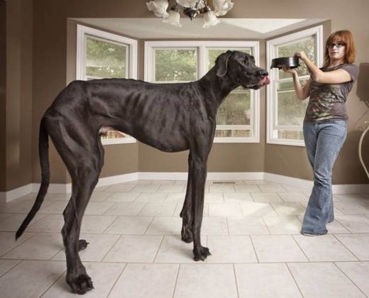 
	
	Zeus được sách kỉ lục Guinness ghi nhận là chú chó cao nhất thế giới với 1,12 mét tính từ móng tới vai và 2,18 mét nếu đứng lên bằng hai chân sau. Chính cơ thể khổng lồ này mà trẻ con khi nhìn thấy Zeus cứ nhầm tưởng là một chú ngựa.