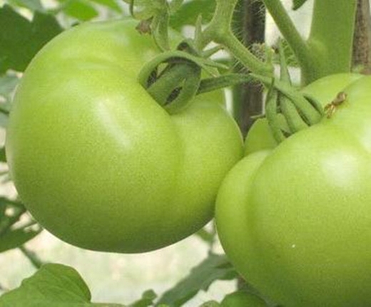 
	
	Giới khoa học còn cảnh báo ăn cà chua xanh sống càng nguy hiểm.