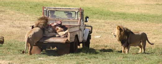 
	
	Công viên sư tử (Nam Phi): Hồi tháng 6, một nữ du khách đã mất mạng trong chuyến tham quan một công viên hoang dã tư nhân ở Johannesburg, Nam Phi. Cô đã hạ cửa kính xuống để chụp ảnh (dù đây là điều tuyệt đối bị cấm khi ở công viên), một con sư tử đã lao vào tấn công và cắn cô qua cửa sổ. Người lái xe đấm con sư tử và cũng bị thương. Các nhân viên nhanh chóng đuổi con sư tử khỏi xe, đáng tiếc là nữ du khách không qua khỏi. Ảnh: Zhinolion.