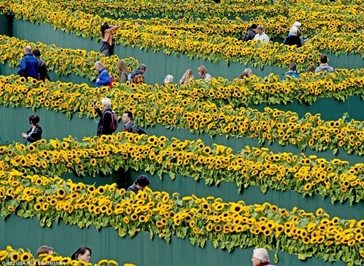
Để kỉ niệm ngày khánh thành lối đi mới vào viện bảo tàng Van Gogh ở Amsterdam, một mê cung làm từ 125.000 cây hoa hướng dương đã được tạo ra để chào đón khách tham quan. (Ảnh: Internet)