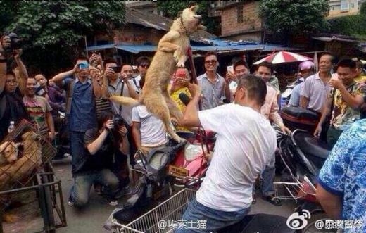 
	
	Một thanh niên ngược đãi chó giữa phố đông người. (Ảnh: Weibo)