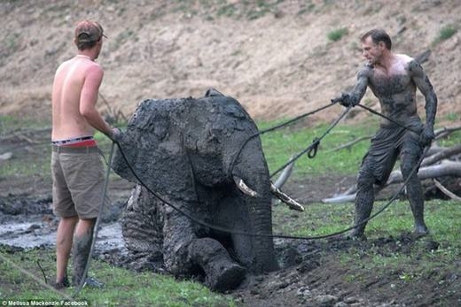 
	
	Tất cả các nhân viên đều nỗ lực giữa trời nắng nóng, mong chú voi có thể thoát khỏi vũng bùn khi bắt đầu có dấu hiệu đuối sức.