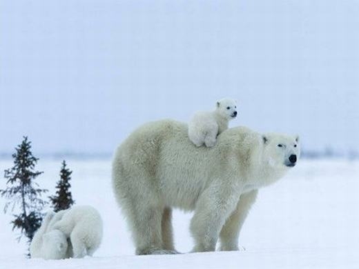 
	
	Loài gấu trắng Bắc cực được biết đến như là loài mập mạp do tích trữ nhiều mỡ. (Ảnh: Internet)