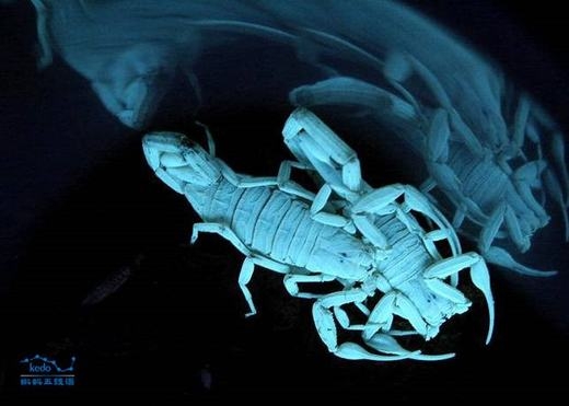 
	
	Bọ cạp Arizona có cơ thể phát sáng xanh biếc trong bóng tối, được ví là loài có vẻ đẹp chết người. Giống như những con bọ cạp khác, chúng cũng có nọc rất độc. (Ảnh: Sina)