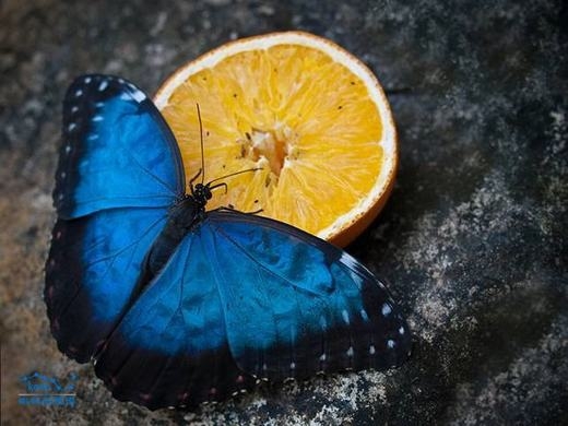 
	
	Màu xanh dương cũng xuất hiện trên một loài bướm có tên gọi là bướm xanh. Tự nhiên có khá ít loài bướm có màu xanh dương như thế này. (Ảnh: Sina)