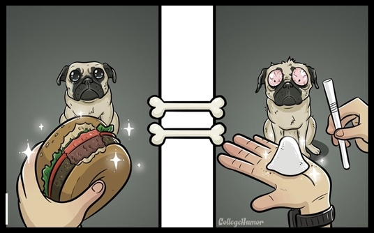
Thức ăn kích thích tuyến nước bọt của loài người và loài chó có giống nhau không nhỉ? (Nguồn: College Humor)