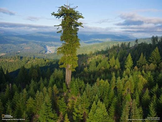 
Chiếc cây cao nhất thế giới, Hyperion. (Ảnh: Internet)