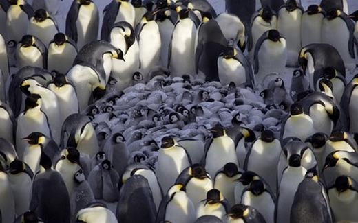 
Những chú chim cánh cụt đang che chở cho con mình. (Ảnh: Internet)