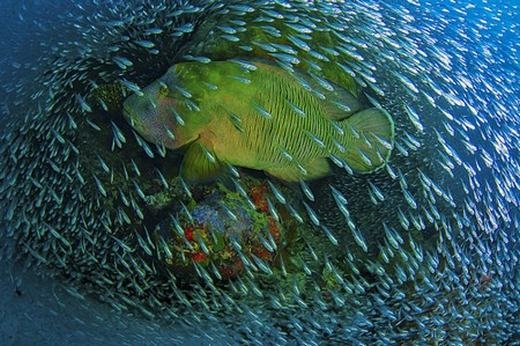 
Một chú cá lớn bị bao vây bởi hàng ngàn cá con. (Ảnh: Internet)