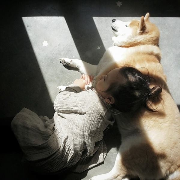 HÌnh ảnh đáng yêu của bé và chú chó Shiba 5
