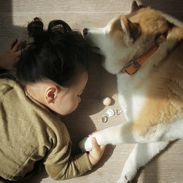 HÌnh ảnh đáng yêu của bé và chú chó Shiba 7