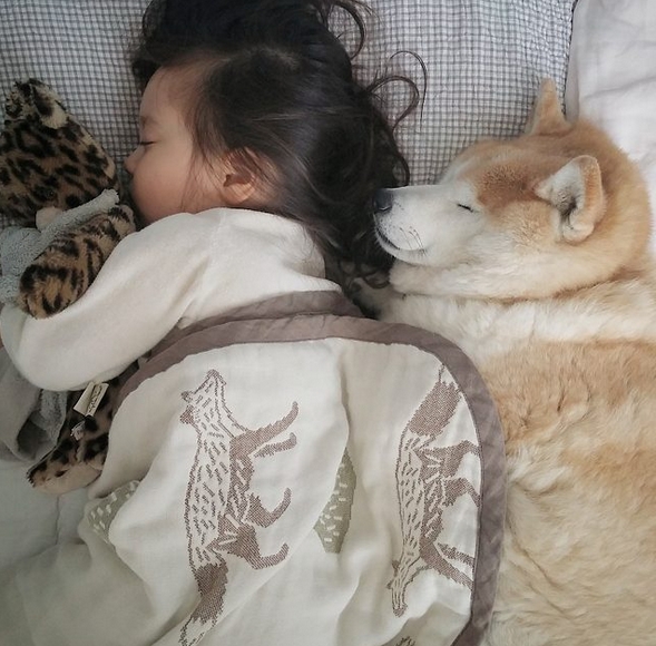 HÌnh ảnh đáng yêu của bé và chú chó Shiba 12