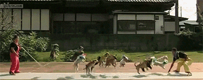 
Kỉ lục nhiều chú chó nhảy dây cùng lúc nhất: 13 chú chó. (Ảnh: Internet)