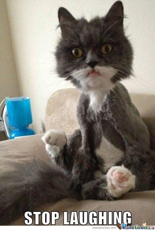 
"Nhìn cái gì? Cười cái gì? Lần đầu tiên thấy mèo "ăn-đờ-cắt" (undercut) à?". (Nguồn: Internet)