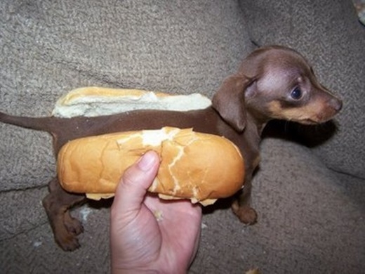 
Một ổ bánh mì hot-dog đúng nghĩa là đây. (Nguồn: Internet)