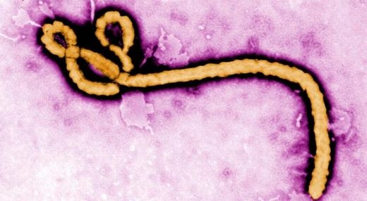 
Vi rút ebola đang là "nỗi kinh hoàng" của châu Phi và thế giới. (Ảnh: Internet)