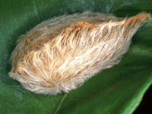 
Puss Caterpillar được mệnh dahh là “sát thủ sâu” độc nhất nước Mỹ. Chúng thường xuất hiện trên những loài cây thuộc họ cam, quýt hoặc họ sồi. (Ảnh: Internet)