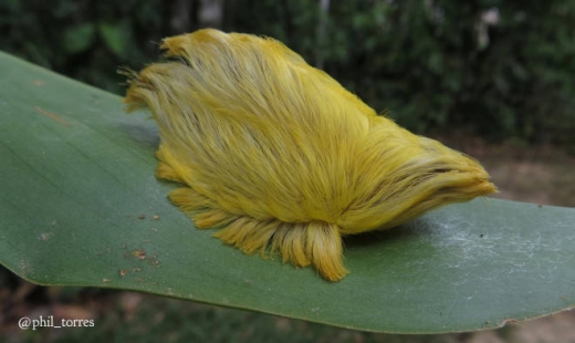 
Được người dân bản địa gọi là “bộ tóc giả độc hại”, Puss Caterpillar cực kì nguy hiểm. Các bậc phụ huynh luôn cảnh báo con em mình không được sờ vào nó nếu nhìn thấy. (Ảnh: Internet)