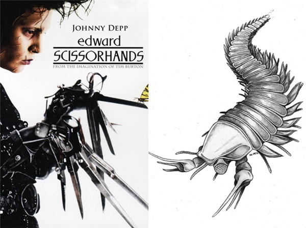 
Vài năm trước, các nhà khoa học đã phát hiện ra hóa thạch của một sinh vật thời cổ đại và quyết định đặt tên theo nam diễn viên Johnny Depp. Sinh vật này có tên là Kootenichela deppi, tồn tại cách đây 505 triệu năm và là tổ tiên của bọ cạp, tôm hùm. Sở dĩ Johnny Depp được chọn đặt tên cho loài vật có vuốt sắc nhọn giống như chiếc kéo này là bởi anh từng đóng vai Edward Scissorhands trong bộ phim Người Tay Kéo năm 1990.