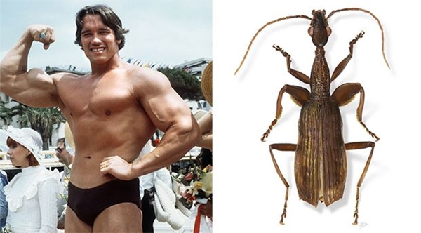 
Tên của diễn viên điện ảnh Arnold Schwarzenegger được dùng để đặt cho Agra schwarzeneggeri - một loài bọ cánh cứng ở Costa Rica.