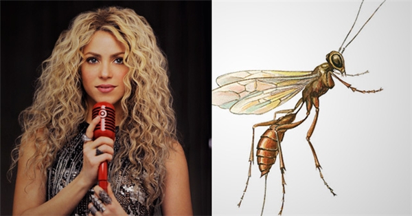 
Aleiodes shakirae - một loài ong bắp cày thường đẻ trứng kí sinh vào sâu bướm, được đặt theo tên của nữ ca sĩ Shakira.