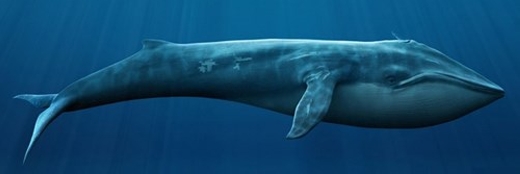 
Cá voi xanh có tới hơn 35% cơ thể là chất béo. Từ đó, chúng trở thành loài có tỉ lệ chất béo cao nhất trong số động vật có vú. Theo các nhà khoa học, với trọng lượng lên tới 180 tấn thì một con cá voi xanh mang trong mình… 63 tấn mỡ. (Ảnh: Internet)