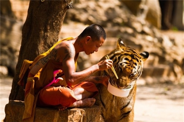 
Một tu sĩ chia sẻ bữa ăn của mình với chú hổ.