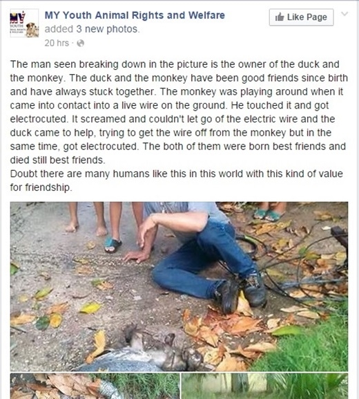 
Câu chuyện về đôi bạn khỉ và ngỗng được đăng tải trên một trang mạng xã hội ở Malaysia. (Ảnh chụp màn hình)