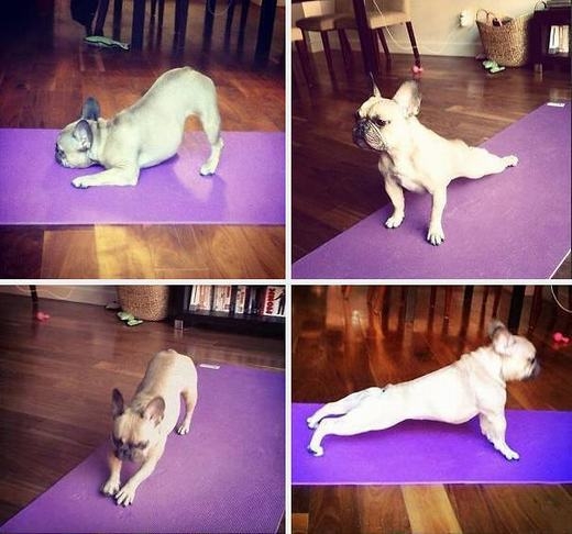 
Sau đây HLV Cún sẽ hướng dẫn bạn tư thế tập yoga đơn giản nhất. Nhìn kĩ nhé! (Ảnh: Internet)