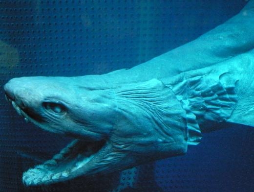 
Cá mập mào có khuôn mặt của một con mãng xà. Nó cũng cực kì hung dữ, được mệnh danh là sát thủ đại dương. Tuy nhiên, bạn sẽ không phải lo bị tấn công đâu, vì nó sống ở độ sâu hàng ngàn mét dưới đáy biển. (Ảnh: Internet)
