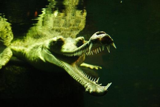 
Cá sấu Gharial (còn gọi là cá sấu Ấn Độ) là một trong những loài cá dài nhất thế giới còn tồn tại (6 mét). Chúng cũng có ngoại hình bạo chúa, đặc biệt là hàm răng sắc nhọn. Tuy nhiên, loài động vật này lại khá hiền và rất ít khi tấn công con người. (Ảnh: Internet)
