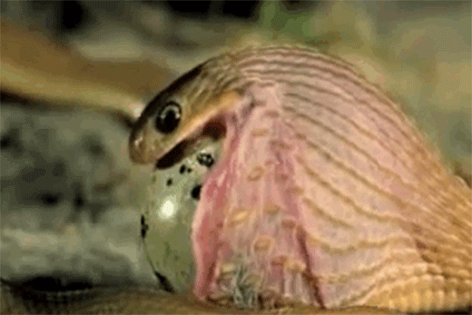 
Một con rắn hổ mang đang gắng nuốt quả trứng lớn hơn cổ họng của nó. (Ảnh: Internet)