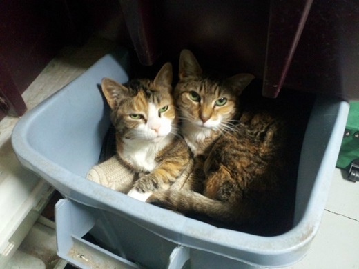 
"Chúng con không phải mèo cơ nhỡ, chỉ là đột nhiên có sở thích nằm thùng rác thôi ạ". (Nguồn: viralnova.com)