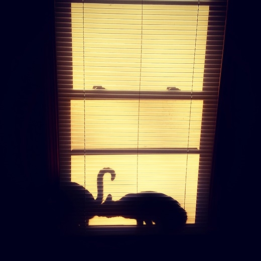 
Có hai con mèo bên cửa sổ... (Nguồn: 9gag)