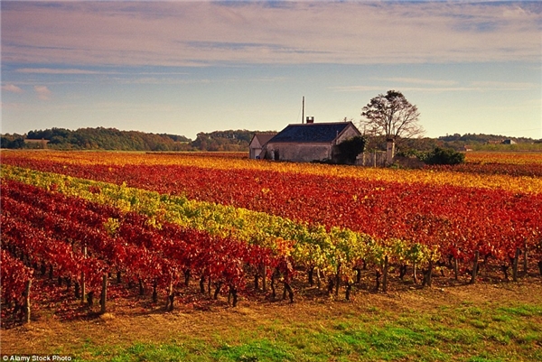 
Mùa thu rực rỡ tại thung lũng Loire chuyên trồng nho làm rượu vang ở Pháp.