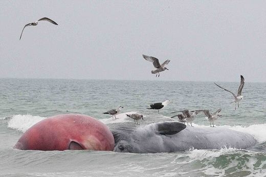 Cá voi khổng lồ vừa trôi dạt vào bờ biển khiến người dân “choáng váng”