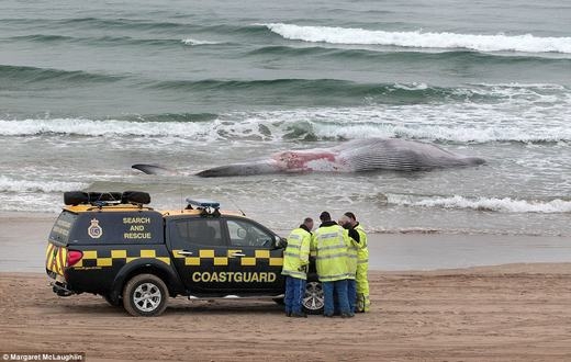 
Các nhân viên cứu hộ sau đó đã có mặt để xác định nguyên nhân, cũng như tìm phương pháp xử lí cái xác, bởi nếu không, bờ biển sẽ bốc mùi hôi thối. (Ảnh: Internet)