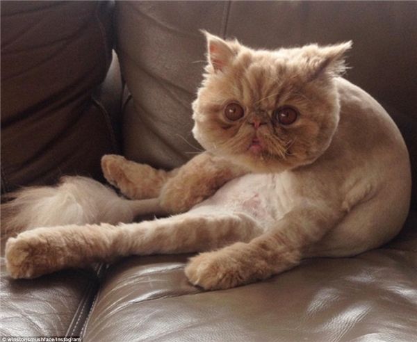 
Chú mèo với khiếm khuyết cơ thể đặc biệt này vừa được tròn 1 tuổi và đạt 1.785 người theo dõi trên Instagram. (Nguồn: Daily Mail)