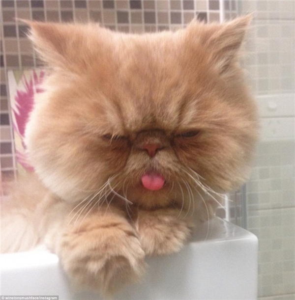 
Biểu cảm của mèo Sir Winston lúc nào cũng trông nghiêm trọng và căng thẳng như thế này… (Nguồn: Daily Mail)