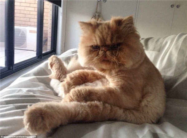 
Mèo Sir Winston luôn mang vẻ mặt “bơ” như những sao Hollywood đã quen với ánh đèn sân khấu. (Nguồn: Daily Mail)