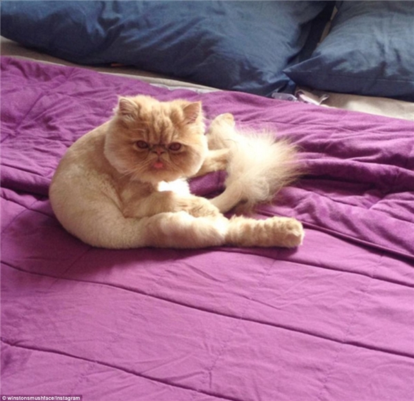 
Tài khoản Instagram của chú mèo này đã cán mốc 1.785 người theo dõi mặc dù chỉ vừa mở trong một thời gian ngắn. (Nguồn: Daily Mail)