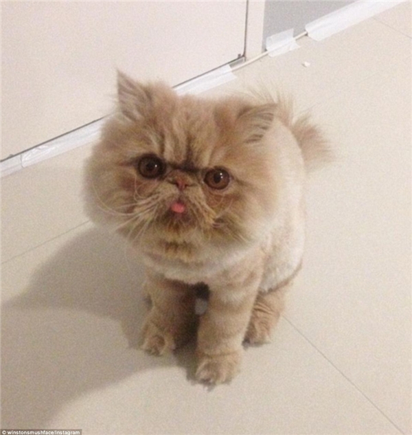 
Jessie đã biết trước rằng con mèo độc lạ này sẽ rất nổi tiếng nếu hình ảnh của chú được đăng tải trên các trang mạng xã hội. (Nguồn: Daily Mail)