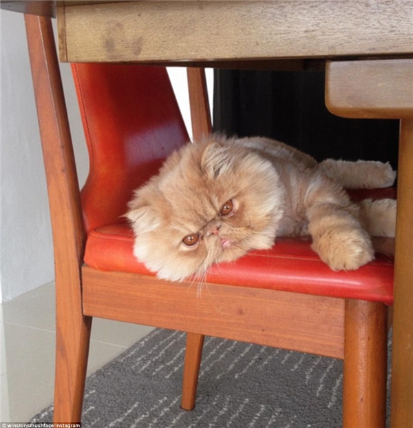 
Hầu hết những bức ảnh của mèo Sir Winston đều quanh quẩn ở một tư thế: nằm dài và làm… biếng. (Nguồn: Daily Mail)
