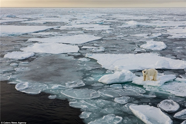 
Gấu Bắc Cực nằm trong danh sách những loài động vật đang gặp nguy hiểm của tổ chức Đời sống hoang dã thế giới, do tình trạng băng tan khiến chúng gặp khó khăn trong việc đi săn. (Ảnh: dailymail)