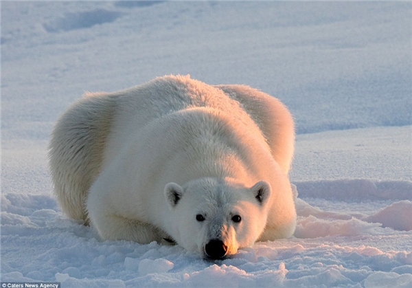 
Chú gấu nằm dài trên tảng băng và nhìn thẳng trực tiếp vào ống kính của nhiếp ảnh gia (Ảnh: dailymail)