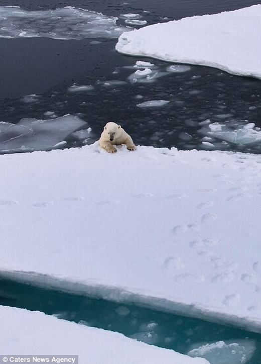 
Josh lo lắng trong tương lai, loài gấu Bắc Cực sẽ dần biến mất và bị tuyệt chủng hoàn toàn. (Ảnh: dailymail)